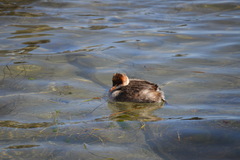 Rollandia microptera