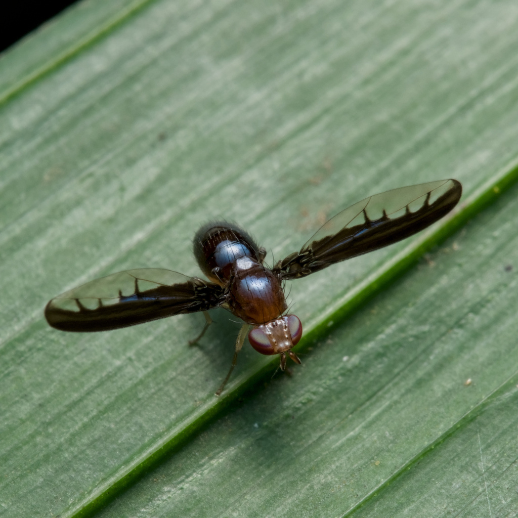 Procrita pectinata