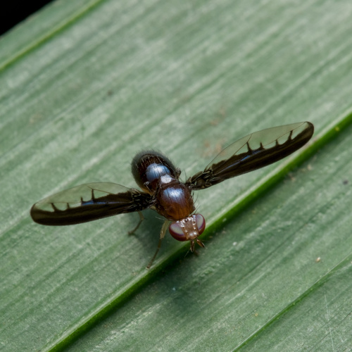 Procrita pectinata