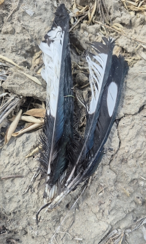 Black-billed Magpie
