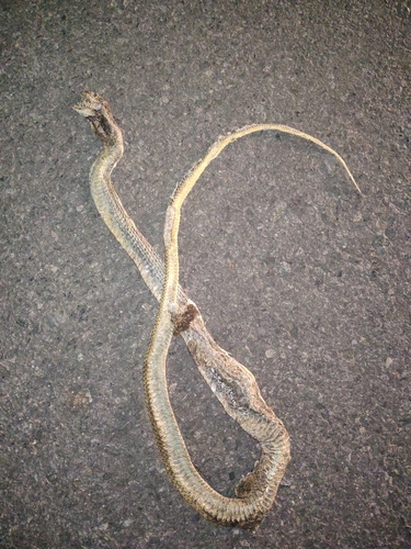 Indo-Chinese Rat Snake