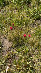 (c) Adam Kamal, some rights reserved (CC BY) Castilleja parviflora, photograph (c) Adam Kamal, some rights reserved (CC BY)