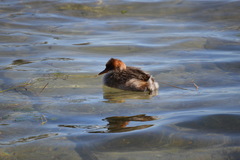 Rollandia microptera