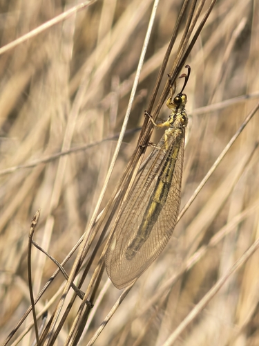 Myrmecaelurus trigrammus