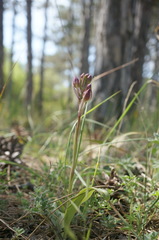 Himantoglossum comperianum