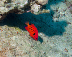 Centropyge loriculus