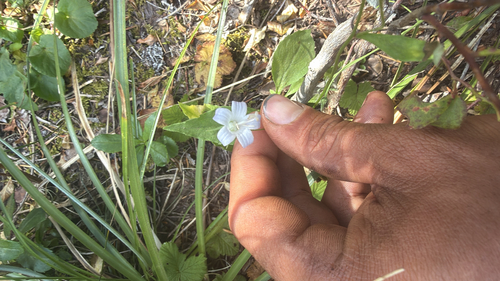 Campanula scouleri, photograph 2