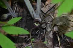 Asarum canadense canadense