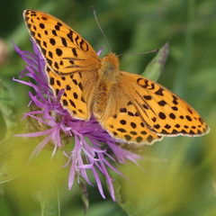 Argynnis laodice