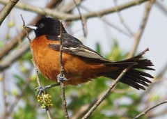 Icterus spurius spurius