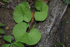 Asarum canadense canadense