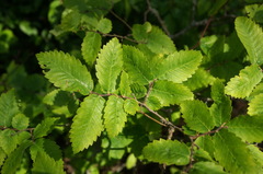 Zelkova