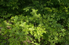 Zelkova