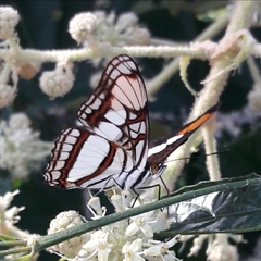 Adelpha zea