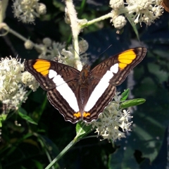 Adelpha zea