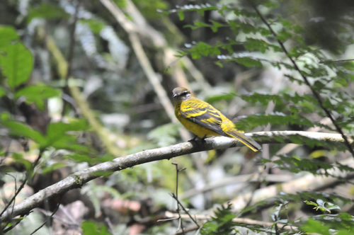 iNaturalist image