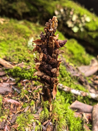 Himalayan Xylanche