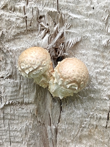 Destructive Pholiota