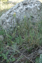 Leontodon biscutellifolius