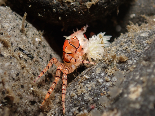 Lybia tessellata observed 2026-07-02