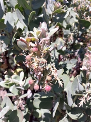 Arctostaphylos hooveri