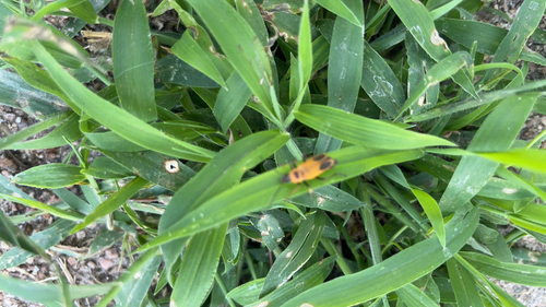 Goldenrod Soldier Beetle