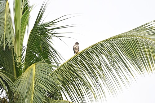 Indo-Malay crested goshawk