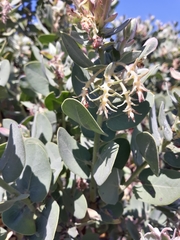 Arctostaphylos hooveri