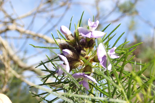 Psoralea arborea, photograph 6