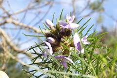 Psoralea arborea, photograph (c) Karen Eichholz, some rights reserved (CC BY)
