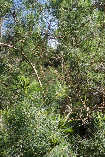 Psoralea arborea, photograph 5