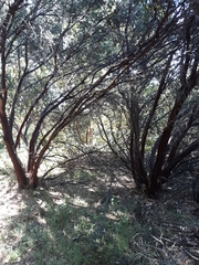 Arctostaphylos hooveri