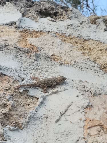 Moorish Gecko