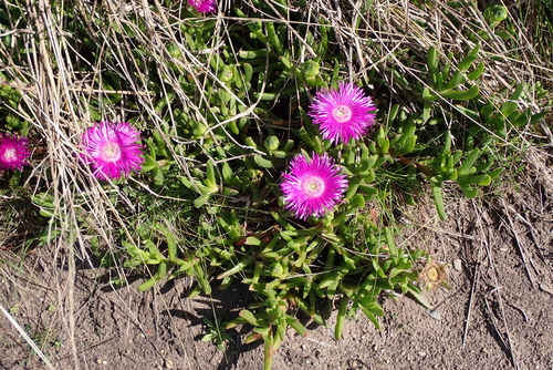 Carpobrotus deliciosus, photograph 3