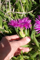 Carpobrotus deliciosus, photograph (c) Karen Eichholz, some rights reserved (CC BY)