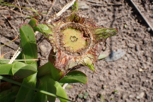 Carpobrotus deliciosus, photograph 4