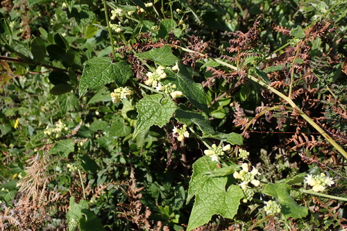 Zehneria scabra, photograph 1