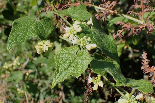 Zehneria scabra