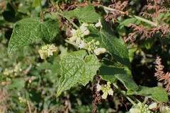 Zehneria scabra