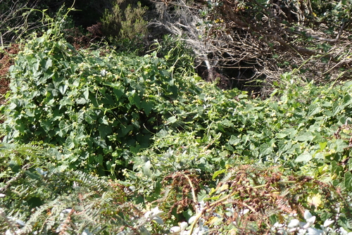 Zehneria scabra, photograph 2