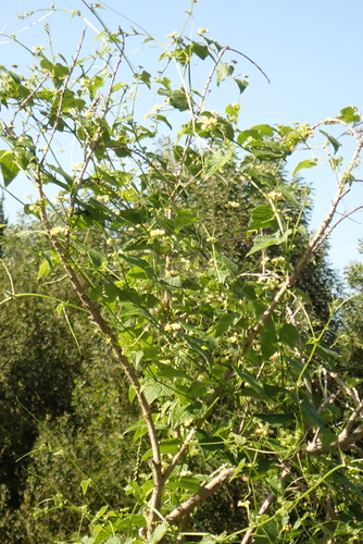 Zehneria scabra, photograph 3