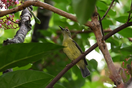 Brown-throated Sunbird