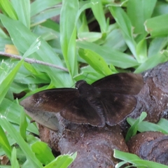 Aethilla echina coracina