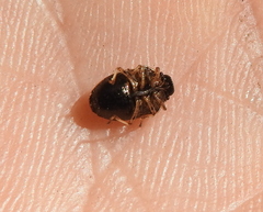 Neottiglossa pusilla