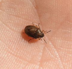 Neottiglossa pusilla