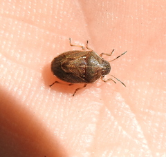 Neottiglossa pusilla