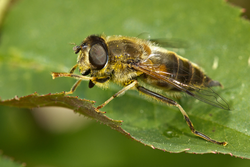 Tapered Drone Fly, photo 3 of 10