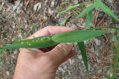 Dichanthelium boscii