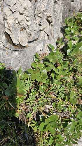 Paederota bonarota, photograph 4