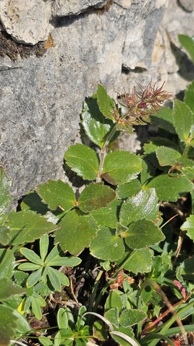 Paederota bonarota, photograph 3